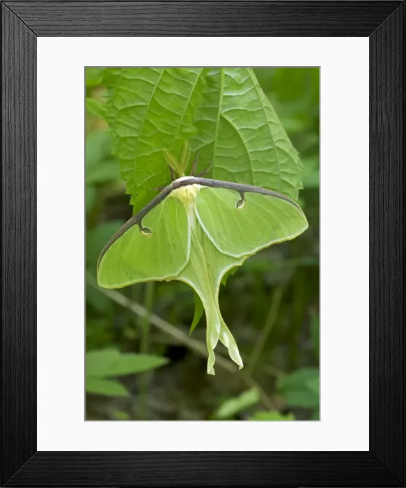 Framed Print : Luna Moth - Newly emerged adult - Family Saturnidae - one of the most beautiful insects in the world - Found in Eastern US and Souteastern Canada - New York - USA Framed Print : Luna Moth - Newly emerged adult - Family Saturnidae - one of the most beautiful insects in the world - Found in Eastern US and Souteastern Canada - New York - USA