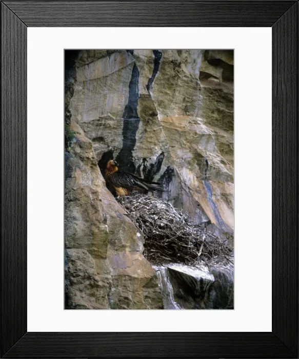 Framed Print : Lammergeier - adult at nest Framed Print : Lammergeier - adult at nest