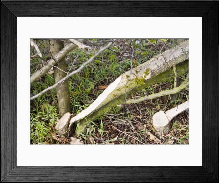Framed Print : Layered hedge - recently done - close up of base Bedfordshire UK 005451 Framed Print : Layered hedge - recently done - close up of base Bedfordshire UK 005451