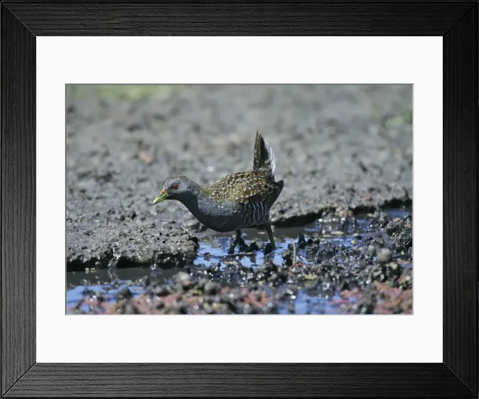 Framed Print : Australian Spotted Crake - Gould's Lagoon, Tasmania, Australia Framed Print : Australian Spotted Crake - Gould's Lagoon, Tasmania, Australia