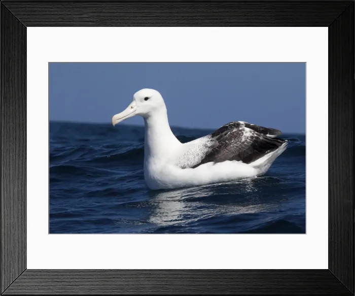 Framed Print : Southern Royal Albatross - on the water - offshore from Kaikoura - South Island - New Zealand Framed Print : Southern Royal Albatross - on the water - offshore from Kaikoura - South Island - New Zealand
