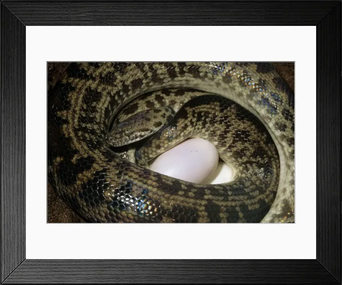 Framed Print : Spotted Python - laying eggs Framed Print : Spotted Python - laying eggs