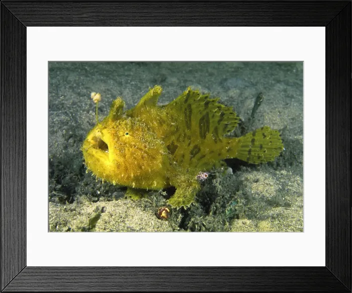 Framed Print : Striated frogfish - common in Sydney Harbour. They rest very quietly on the sea floor and can resemble a sponge. A specialised appendage on the head serves as a lure with bait Framed Print : Striated frogfish - common in Sydney Harbour. They rest very quietly on the sea floor and can resemble a sponge. A specialised appendage on the head serves as a lure with bait