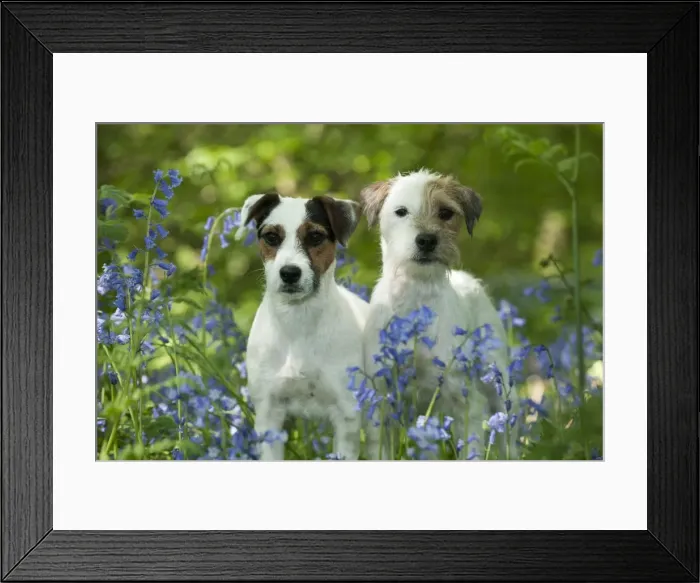 Framed Print : DOG - Jack russell terriers standing together in bluebells Framed Print : DOG - Jack russell terriers standing together in bluebells
