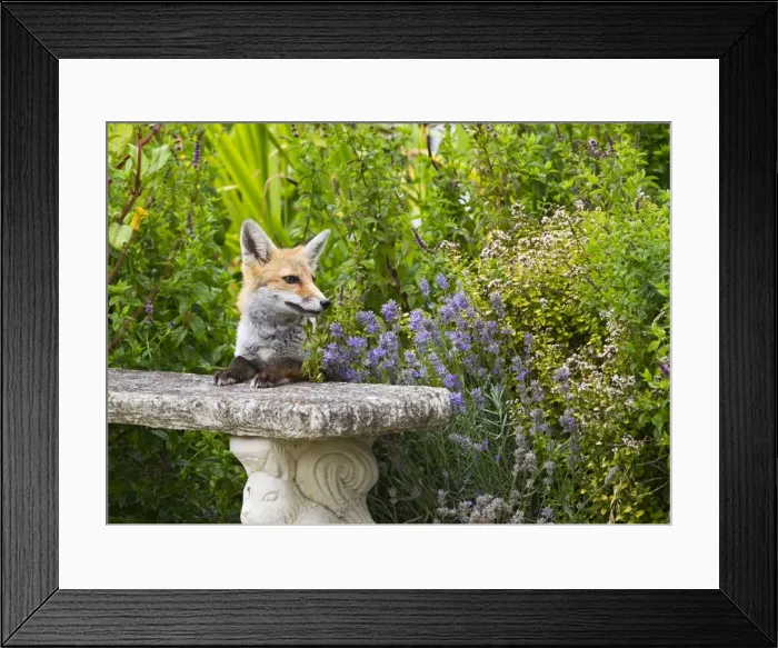 Framed Print : Red Fox - on garden seat - controlled conditions 14807 Framed Print : Red Fox - on garden seat - controlled conditions 14807