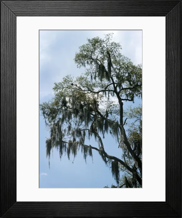 Framed Print : Spanish Moss - on trees Framed Print : Spanish Moss - on trees