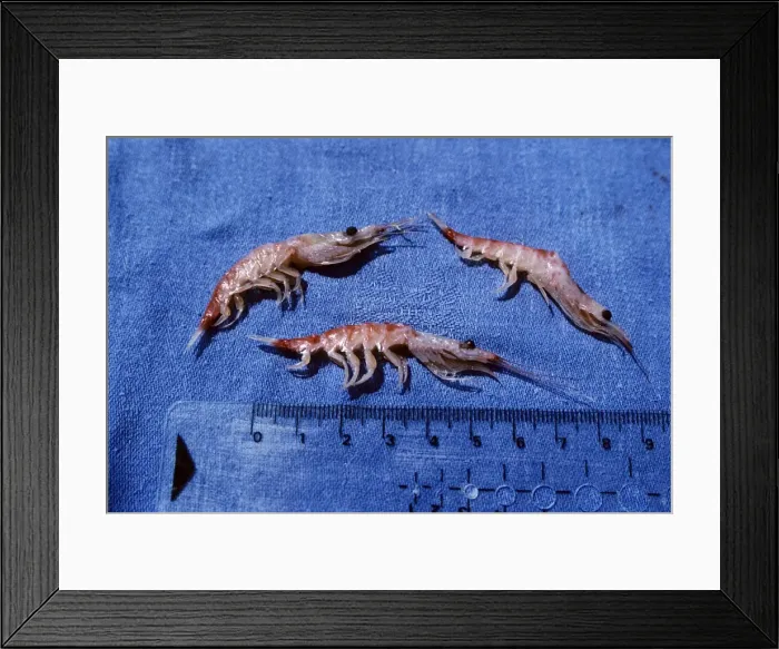Framed Print : Antarctic Krill - scale in cm Framed Print : Antarctic Krill - scale in cm