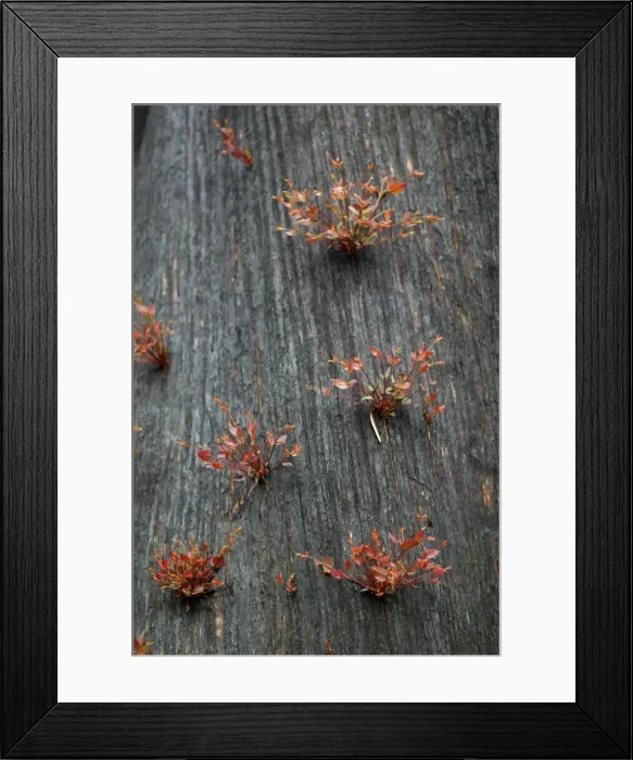 Framed Print : New grow on mountain ash after bush fire JLR 31 Davies plain - Alpine National Park North East Victoria. Australia © Jean-Marc La-Roque / ardea. com Framed Print : New grow on mountain ash after bush fire JLR 31 Davies plain - Alpine National Park North East Victoria. Australia © Jean-Marc La-Roque / ardea. com