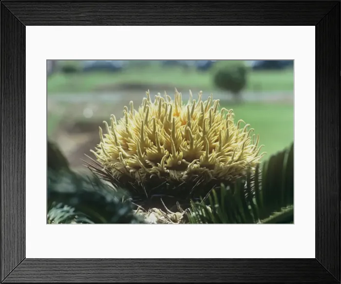 Framed Print : Sago Palm - cone Framed Print : Sago Palm - cone