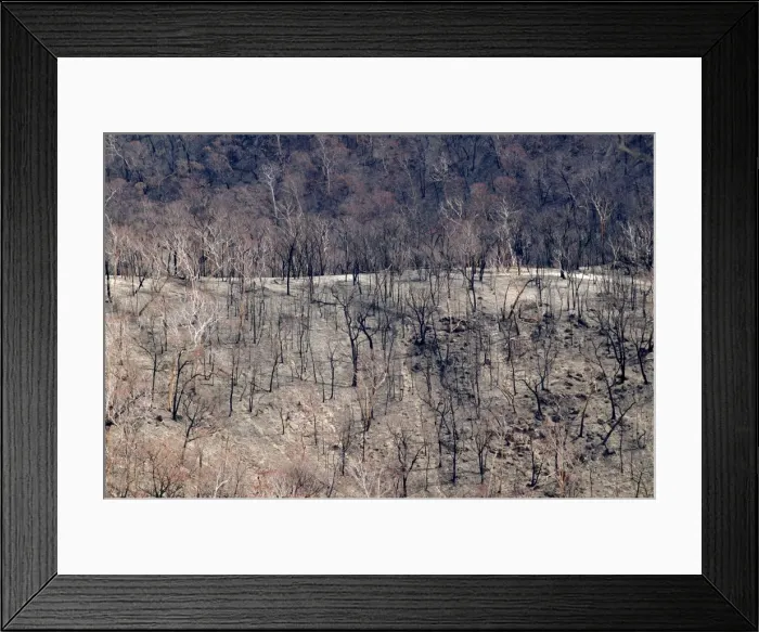 Framed Print : Burnt forest JLR 21 Bush fire aftermath Between Omeo and Mitta Mitta, North East Victoria, Australia © Jean-Marc La-Roque / ardea. com Framed Print : Burnt forest JLR 21 Bush fire aftermath Between Omeo and Mitta Mitta, North East Victoria, Australia © Jean-Marc La-Roque / ardea. com