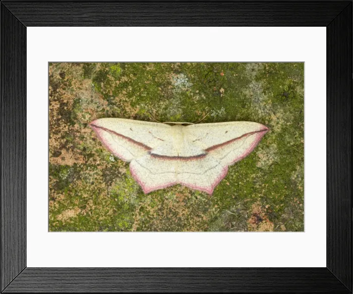 Framed Print : Blood Vein Moth Timandra comae Essex, UK IN000432 Framed Print : Blood Vein Moth Timandra comae Essex, UK IN000432