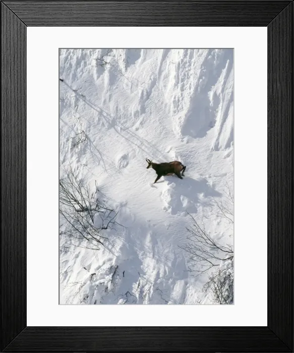 Framed Print : Chamois ED 674 Male in snow, winter, Swiss Alps. Rupicapra rupicapra © Eric Dragesco  /  ARDEA LONDON