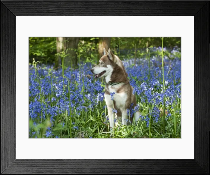Framed Print : DOG - Siberian husky sitting in bluebells Framed Print : DOG - Siberian husky sitting in bluebells