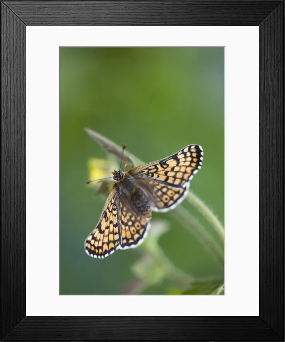 Framed Print : Glanville Fritillary Butterfly - UK Framed Print : Glanville Fritillary Butterfly - UK
