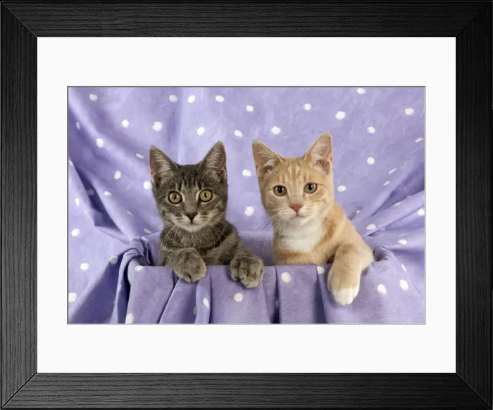 Framed Print : CAT - Grey and ginger tabby cats sitting together Framed Print : CAT - Grey and ginger tabby cats sitting together