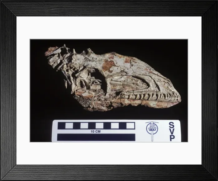 Framed Print : Dinosaurs: Coelophysis, a small Theropod (carnivorous dinosaur) of the Late Triassic. Triassic, Chinle Formation, Ghost Ranch, New Mexico, USA Coelophysis was a small carnivorous dinosaur Framed Print : Dinosaurs: Coelophysis, a small Theropod (carnivorous dinosaur) of the Late Triassic. Triassic, Chinle Formation, Ghost Ranch, New Mexico, USA Coelophysis was a small carnivorous dinosaur