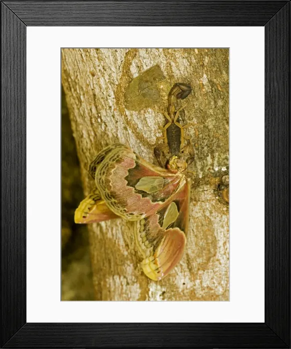 Framed Print : Central American Bark Scorpion - eating Lebeau's rothschildia (Rothschildia lebeau) - Costa Rica Framed Print : Central American Bark Scorpion - eating Lebeau's rothschildia (Rothschildia lebeau) - Costa Rica
