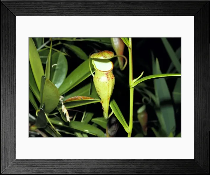 Framed Print : Pitcher Plant DWG 609 Seychelles Nepenthes pervillei © D. W. Greenslade / ardea. com Framed Print : Pitcher Plant DWG 609 Seychelles Nepenthes pervillei © D. W. Greenslade / ardea. com