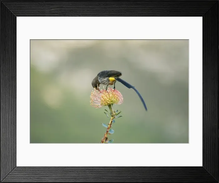 Framed Print : Cape Sugarbird ASW 2851 Promerops cafer © Alan Weaving / ardea. com Framed Print : Cape Sugarbird ASW 2851 Promerops cafer © Alan Weaving / ardea. com