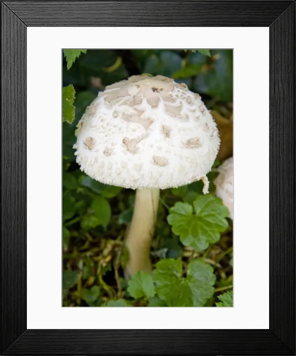 Framed Print : Mushroom species - Macrolepiota rhacodes var. bohemica Framed Print : Mushroom species - Macrolepiota rhacodes var. bohemica