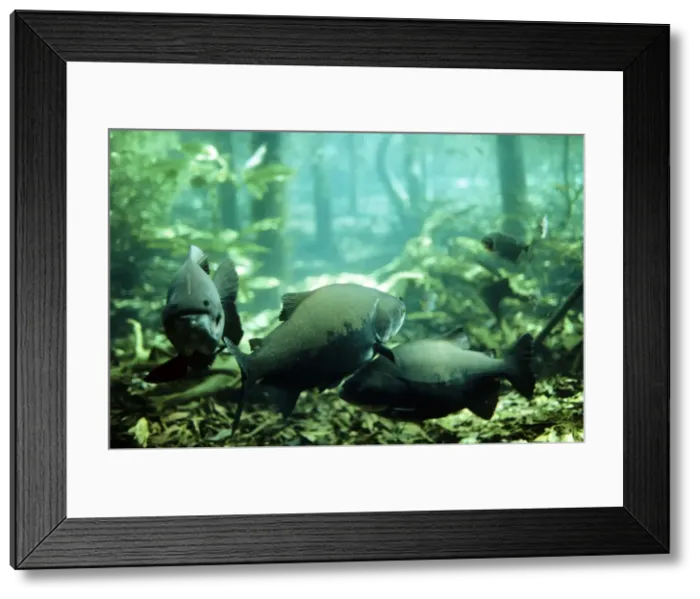 Framed Print : Tambaqui Fish - flooded forest - Brazil Framed Print : Tambaqui Fish - flooded forest - Brazil