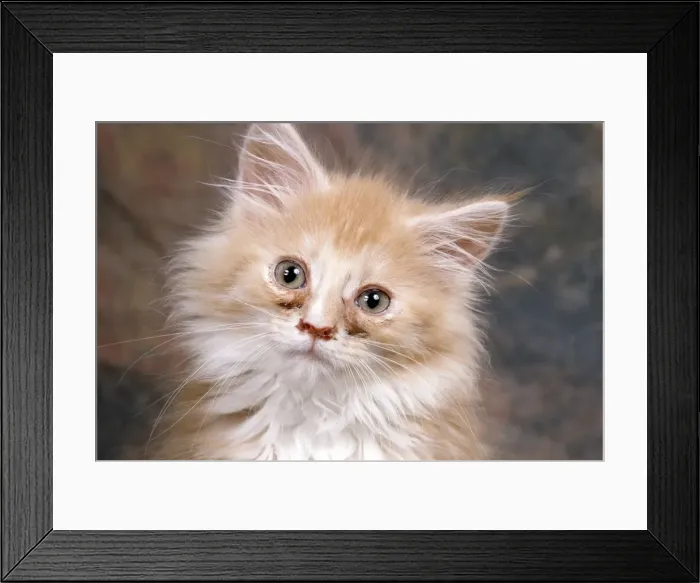 Framed Print : Cat - blocked tear ducts - like cat flu Framed Print : Cat - blocked tear ducts - like cat flu