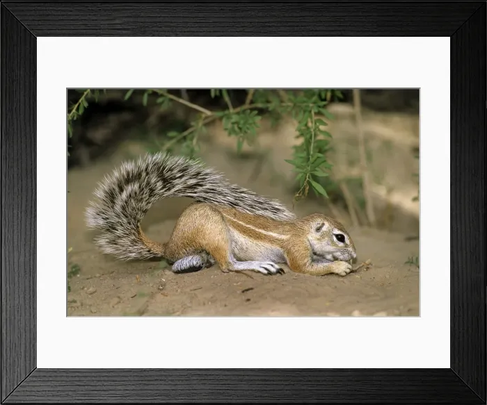 Framed Print : Ground Squirrel - Kgalagadi Transfrontier Park - South Africa Framed Print : Ground Squirrel - Kgalagadi Transfrontier Park - South Africa