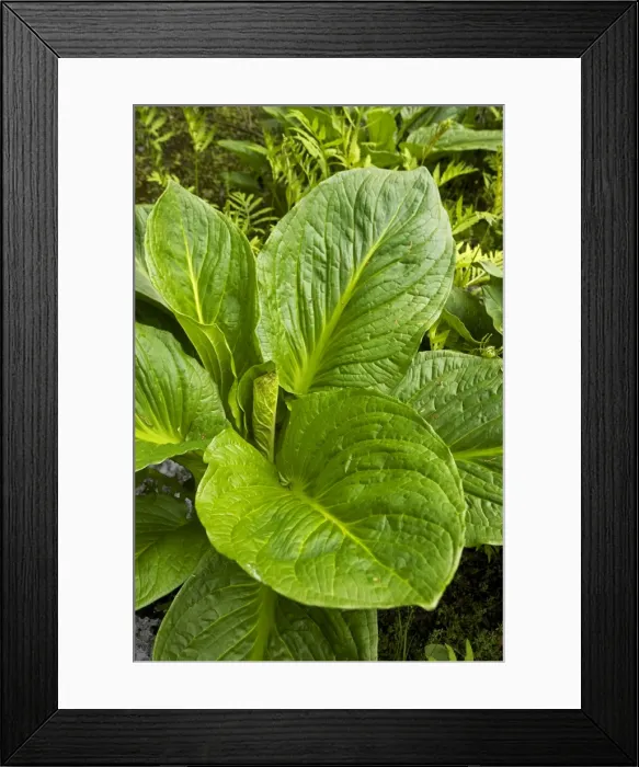 Framed Print : Eastern skunk cabbage - New York Symplocarpus foetidus - found in eastern North America - grows in wet areas Framed Print : Eastern skunk cabbage - New York Symplocarpus foetidus - found in eastern North America - grows in wet areas
