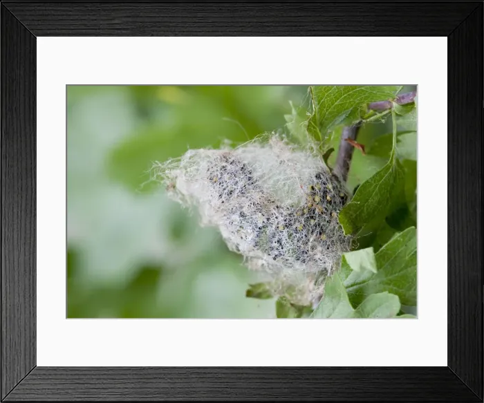 Framed Print : Emperor Moth - larva on hawthorn - spinning a cocoon - UK Framed Print : Emperor Moth - larva on hawthorn - spinning a cocoon - UK