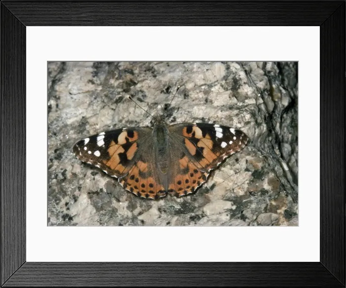 Framed Print : Painted Lady Butterfly