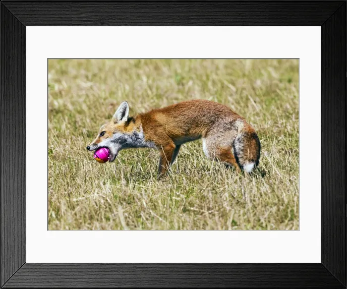 Framed Print : Red Fox - cub playing with ball - controlled conditions 14299 Framed Print : Red Fox - cub playing with ball - controlled conditions 14299