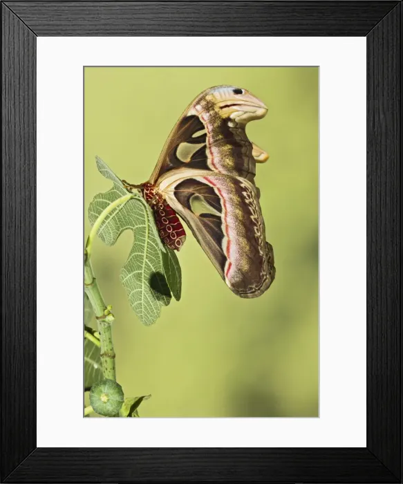 Framed Print : Giant Atlas Moth - wings closed on leaf - South East Asia - controlled conditions 14654