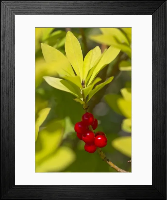 Framed Print : Daphne mezerium - poisonous shrub found in chalk and limeestone areas - Buckinghamshire UK 12167 Framed Print : Daphne mezerium - poisonous shrub found in chalk and limeestone areas - Buckinghamshire UK 12167