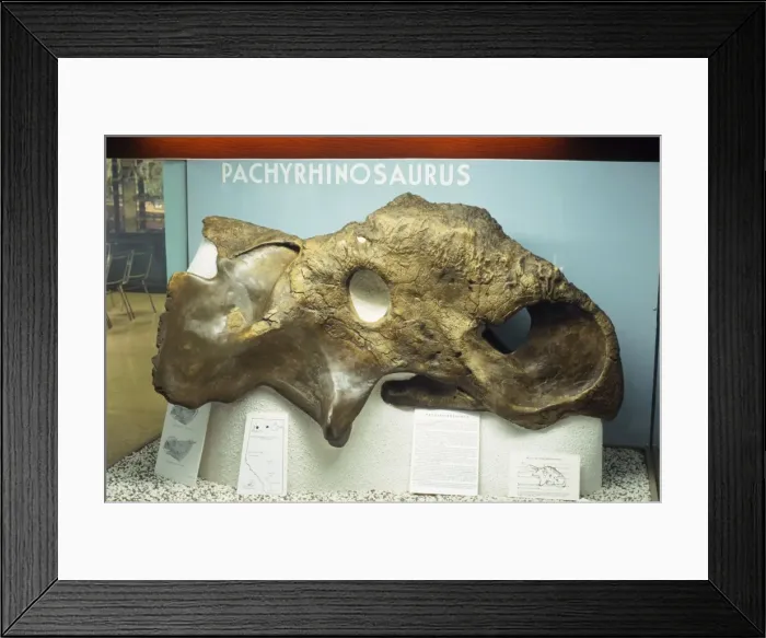 Framed Print : Pachyrhinosaurus Dinosaur Fossil - cretaceous Alberta Canada Framed Print : Pachyrhinosaurus Dinosaur Fossil - cretaceous Alberta Canada