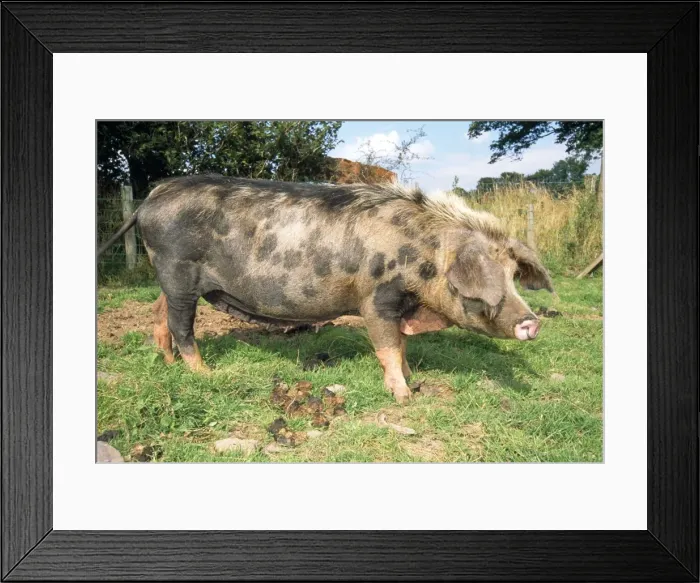 Framed Print : Oxford Sandy & Black Pig Framed Print : Oxford Sandy & Black Pig