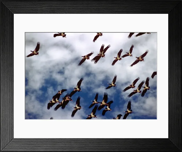 Framed Print : Abdim's Storks - in flight Framed Print : Abdim's Storks - in flight