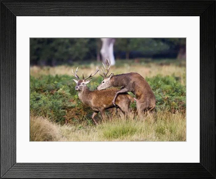 Framed Print : Red Deer - Stags mating each other - Richmond Park UK 14962 Framed Print : Red Deer - Stags mating each other - Richmond Park UK 14962