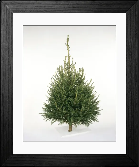 Framed Print : Cristmas Tree - Norway spruce variety Framed Print : Cristmas Tree - Norway spruce variety