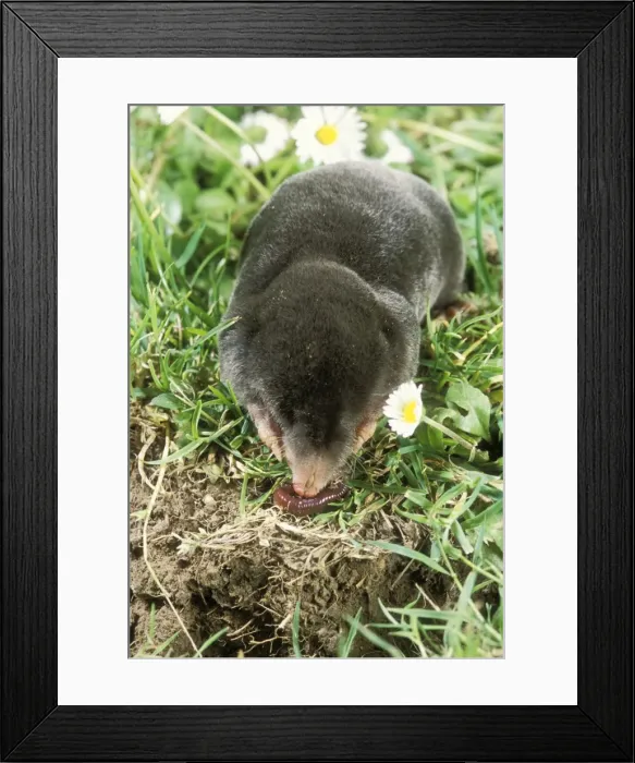Framed Print : Mole JD 13172 Eating a worm near its hole Talpa europaea © John Daniels  /  ardea. com