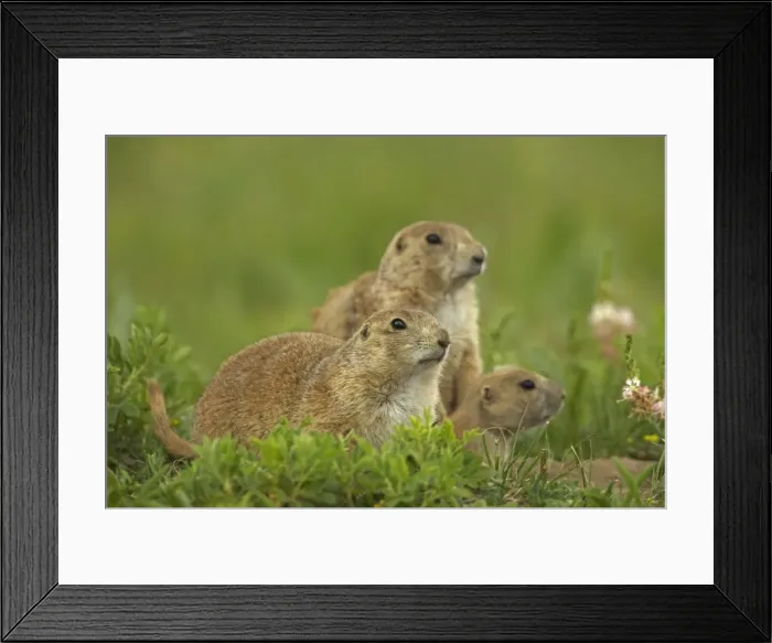 Framed Print : Blacktail Prairie Dog - Wyoming - USA Framed Print : Blacktail Prairie Dog - Wyoming - USA