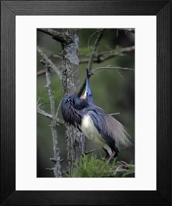 Framed Print : Louisiana / Tri-coloured Heron - preening Framed Print : Louisiana / Tri-coloured Heron - preening
