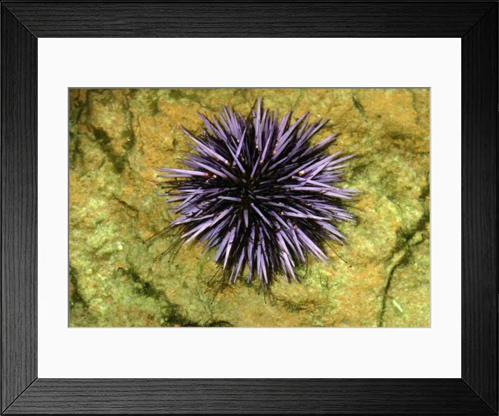 Framed Print : Purple Sea Urchin Framed Print : Purple Sea Urchin