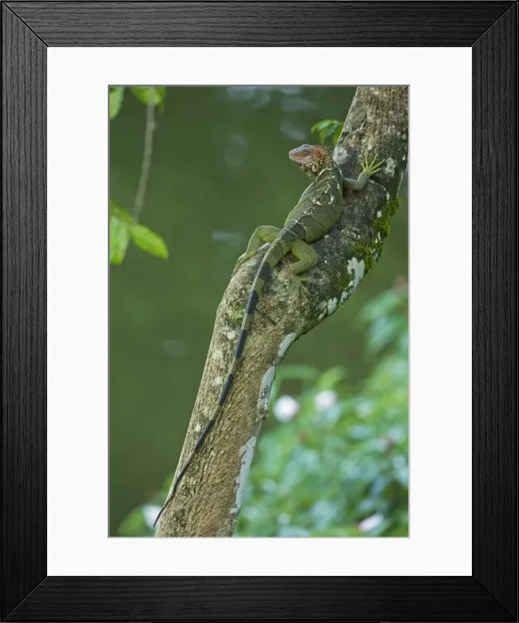 Framed Print : Green Iguana - Tropical rainforest - Costa Rica Framed Print : Green Iguana - Tropical rainforest - Costa Rica