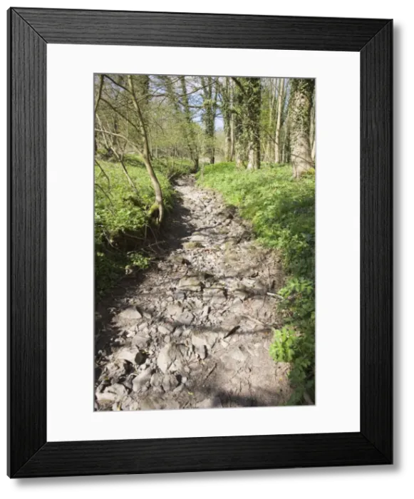 Framed Print : Woodland Stream Dried up in April 2007 Peak District Derbyshire UK Framed Print : Woodland Stream Dried up in April 2007 Peak District Derbyshire UK