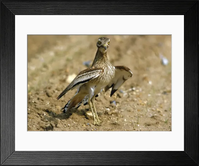 Framed Print : Stone Curlew - display Framed Print : Stone Curlew - display