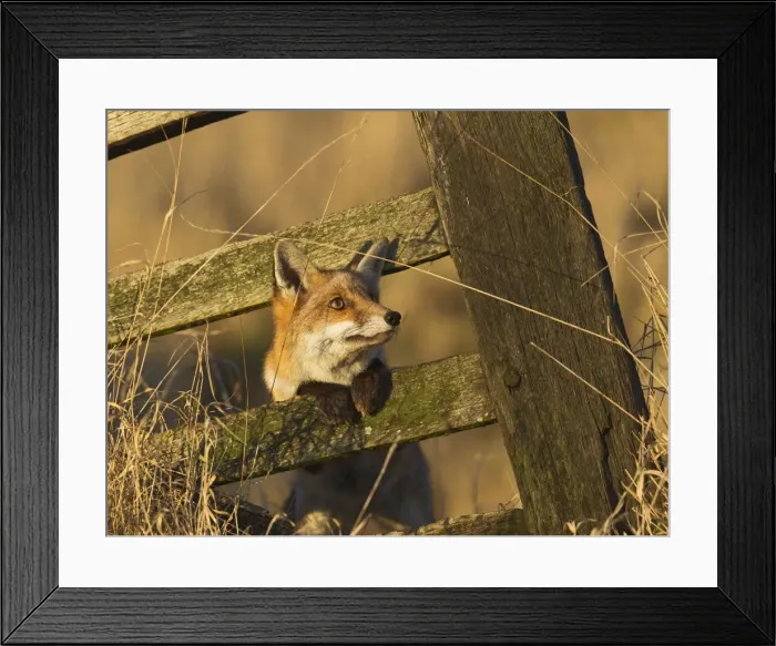 Framed Print : Red Fox - looking through old gate - controlled conditions 15242 Framed Print : Red Fox - looking through old gate - controlled conditions 15242