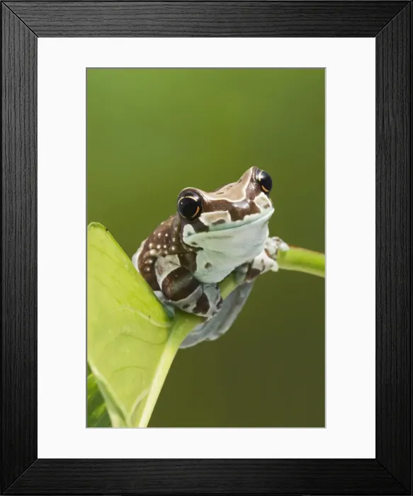 Framed Print : Milky Tree Frog - on leaf 15329 Framed Print : Milky Tree Frog - on leaf 15329