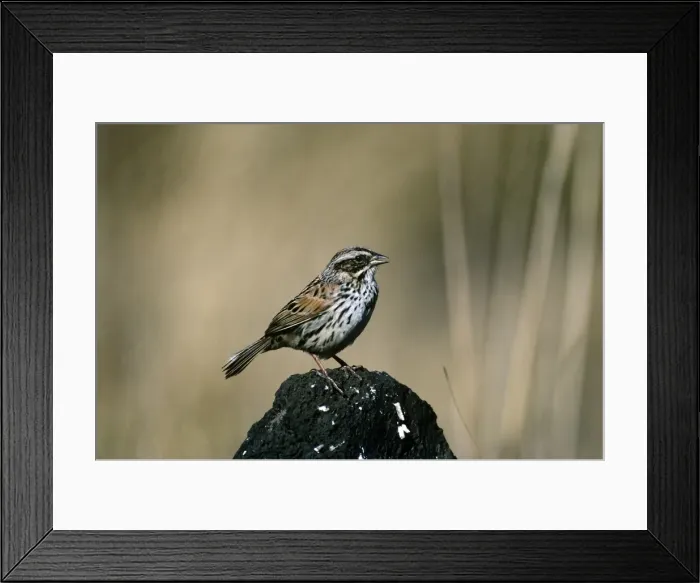 Framed Print : Sierra Madre Sparrow - Mexico Framed Print : Sierra Madre Sparrow - Mexico