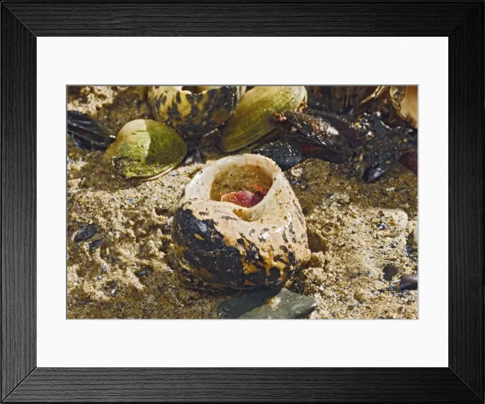 Framed Print : Hermit Crab - exchanging shell - from caribbean - controlled conditions 14645 Framed Print : Hermit Crab - exchanging shell - from caribbean - controlled conditions 14645