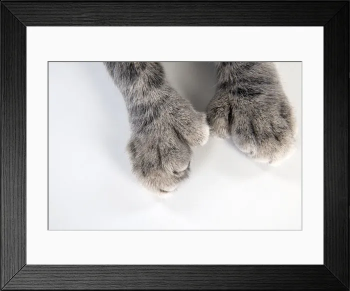 Framed Print : CAT - Cats foot with extra toe (six) Framed Print : CAT - Cats foot with extra toe (six)